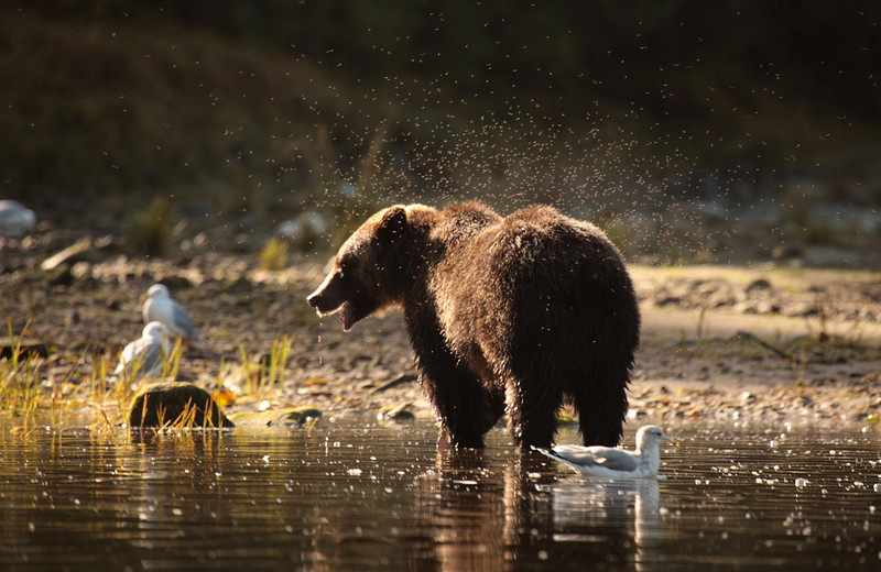 Grizzly bear at Gilmore Hotel.