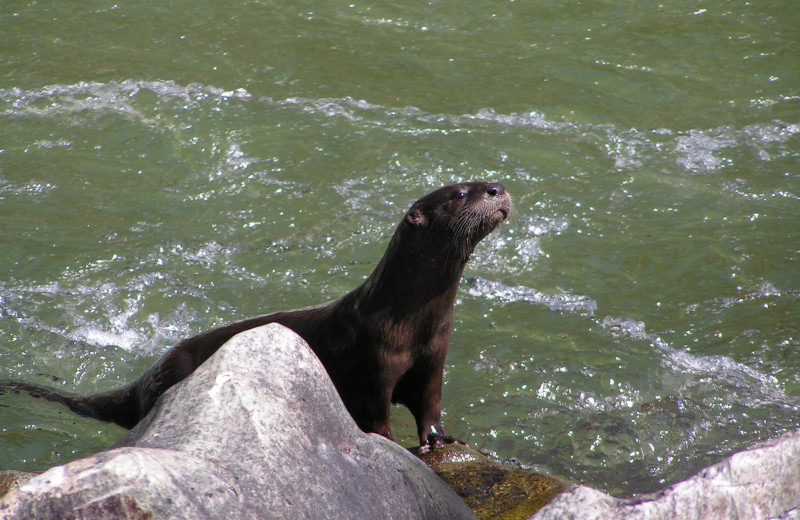 Otter at Morrison's Rogue River Lodge.