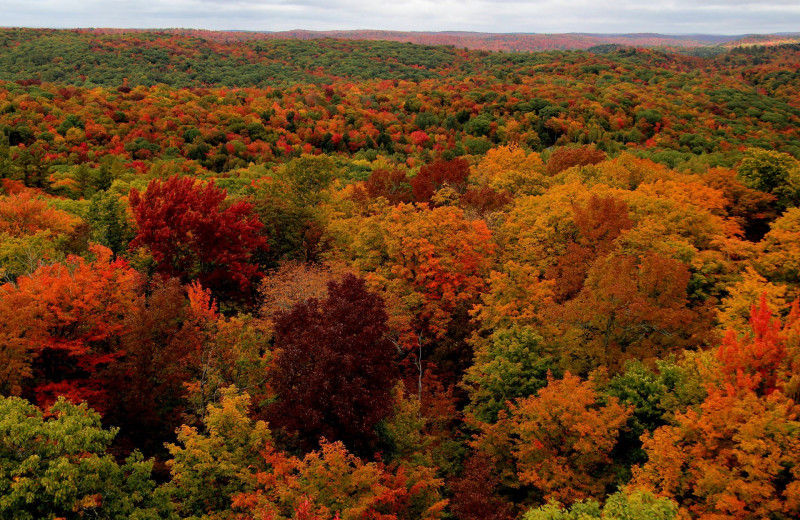 Fall colors at Lake Forest Luxury Log Cabins.