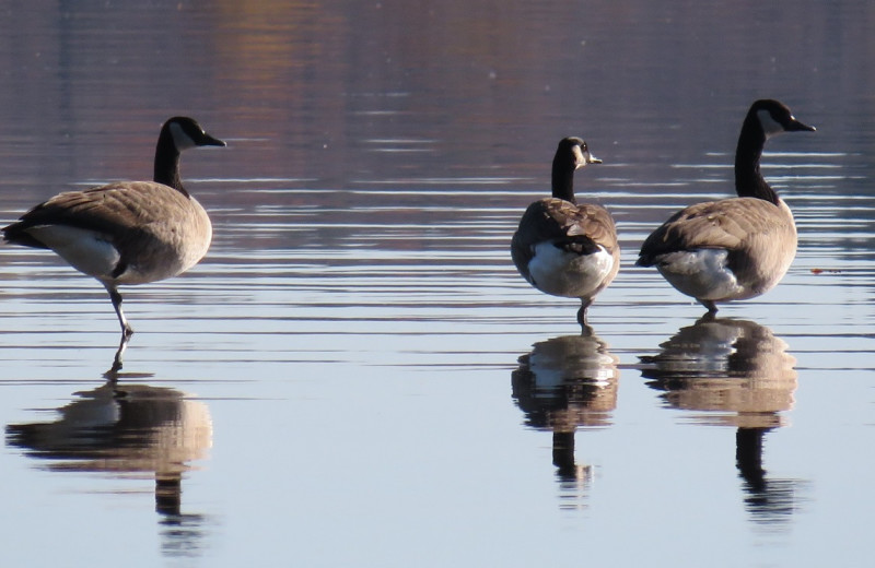 Goose at Scotsman Point Cottage Resort. 