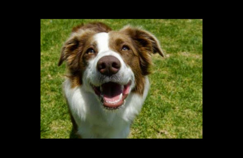 Leashed pets welcome at Shady Lawn Resort.