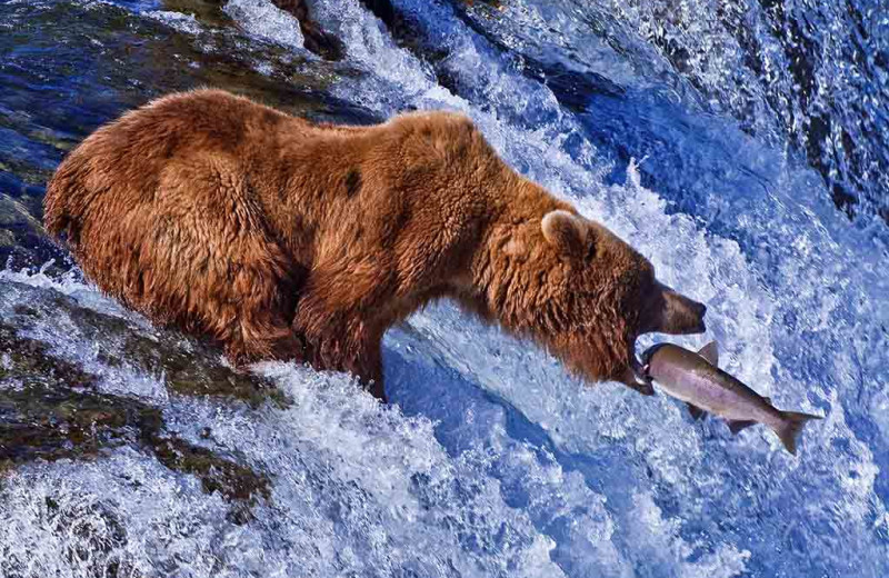 Brown bear catching salmon at Alaska's Gold Creek Lodge.