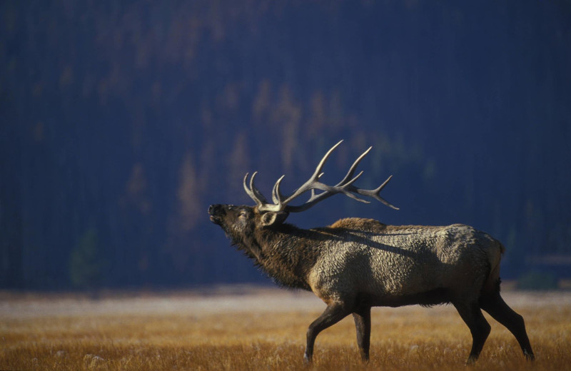 Elk at Misty Mountain Lodge.