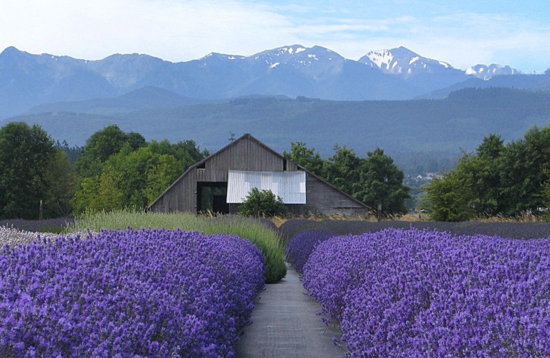 Scenic view at Olympic View Cabins.