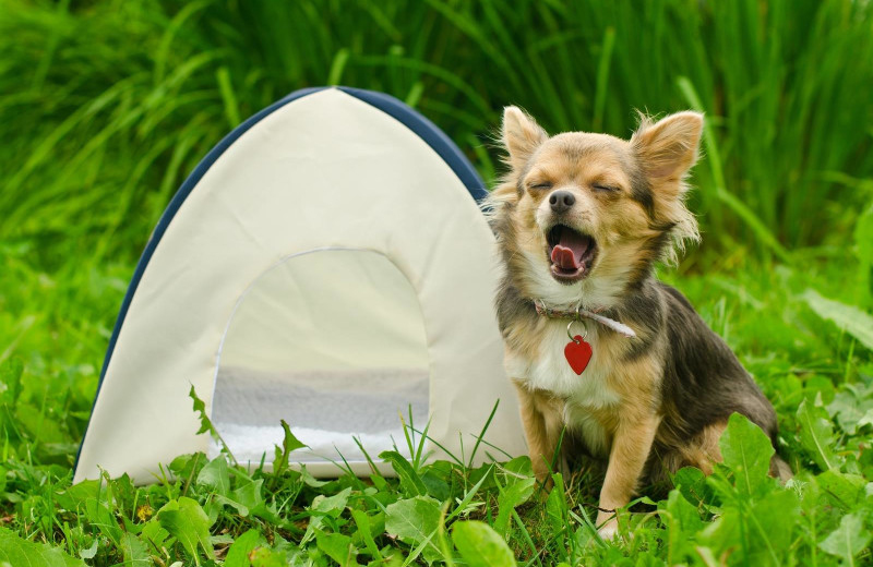 Pets welcome at Basswood Country Resort.