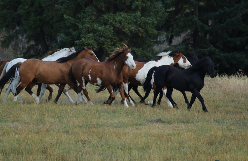 Horses at The Wilderness Way Adventure Resort.