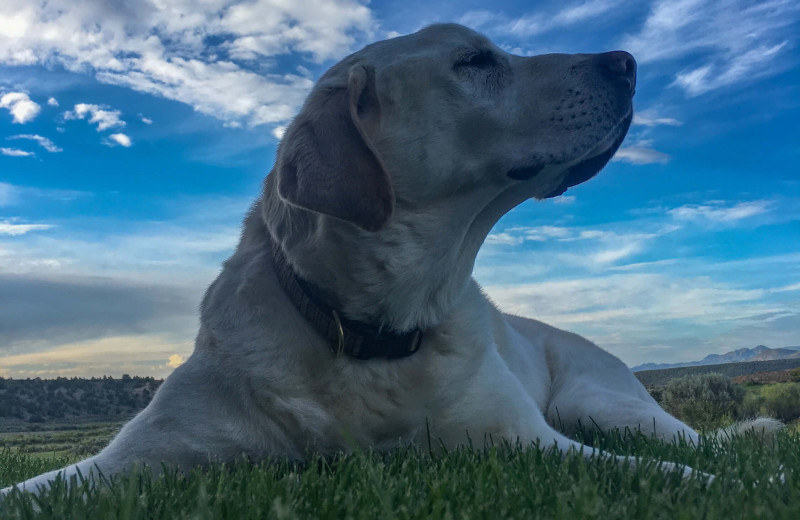 Pets welcome at Cottonwood Meadow Lodge.