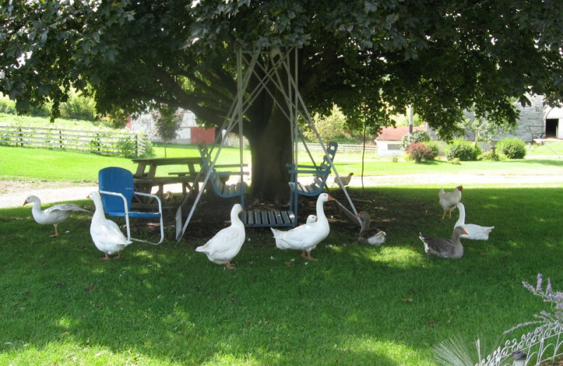 Grounds at Country Haven B&B.