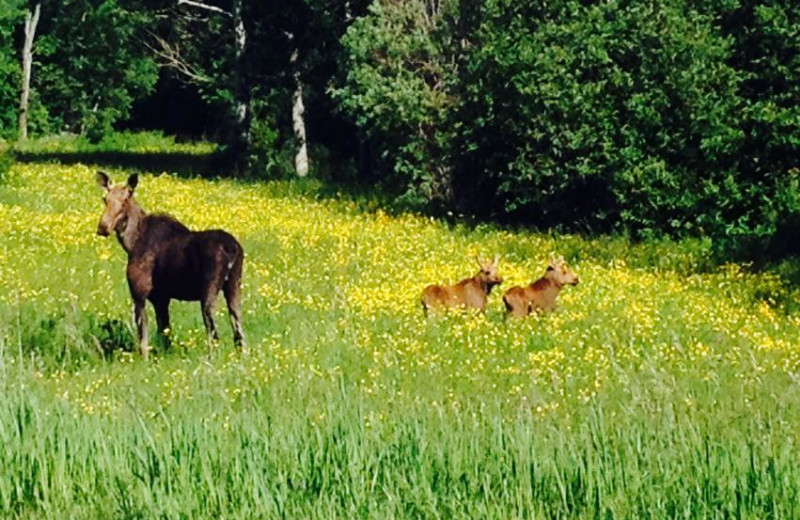 Along side roads around Jackson's Lodge, moose sightings is a favorite pastime activity for guests staying at Jackson's Lodge, Canaan, Vermont.