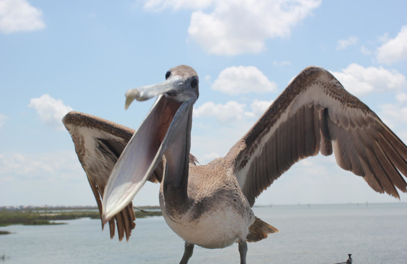 Wildlife at The Dunes Condominiums.