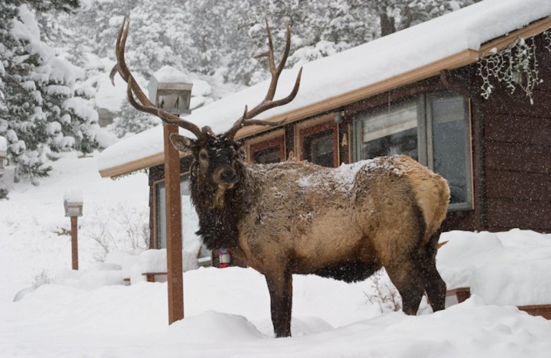 Wildlife at McGregor Mountain Lodge.