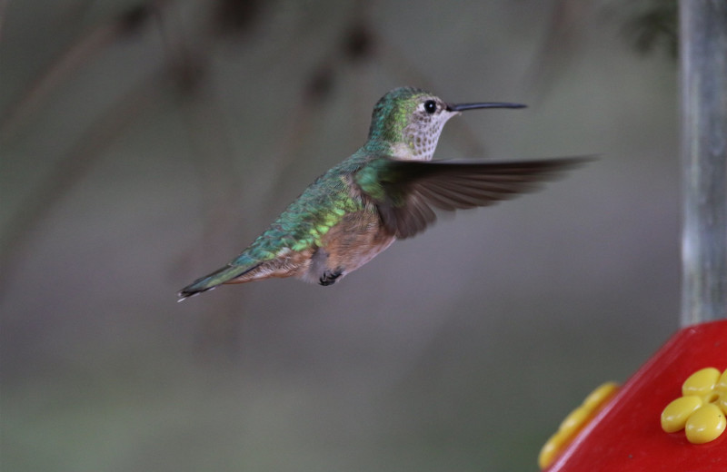 Hummingbird at Workshire Lodge.