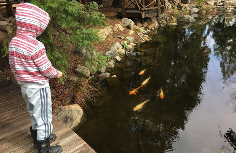 Fishing at Arrowhead Pine Rose Cabins.