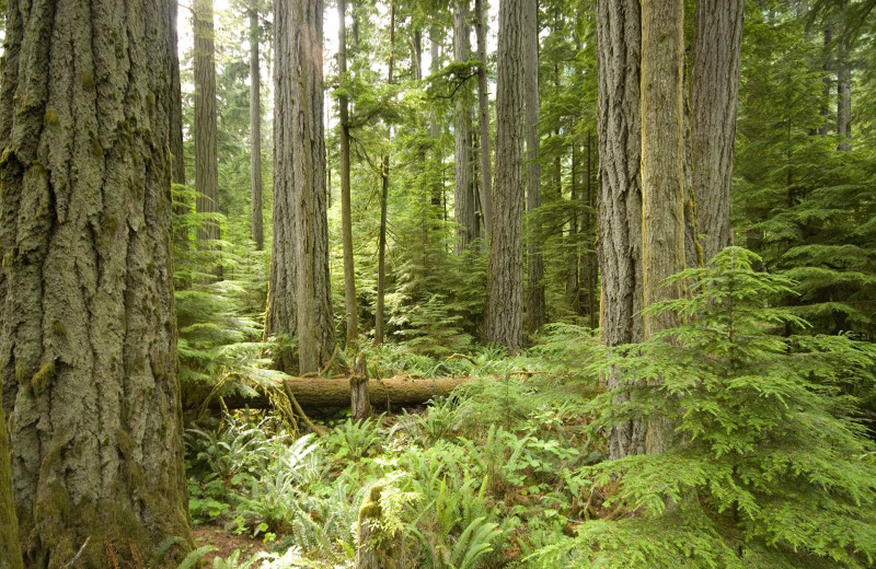 Forest near Sunrise Ridge Waterfront Resort.