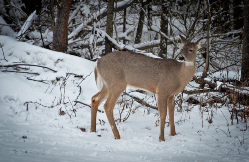 Deer hunting at Tri Lake Timbers Resort.