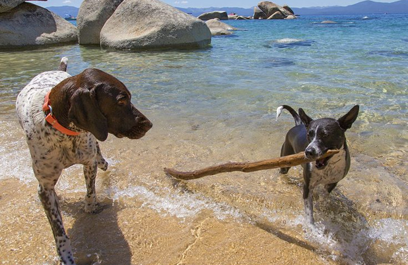 Pets welcome at Tahoe Getaways.