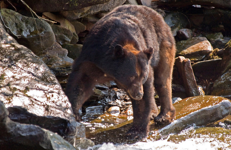 Grizzly at Yes Bay Lodge.