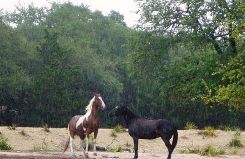 Horses at The Sugar & Spice Ranch