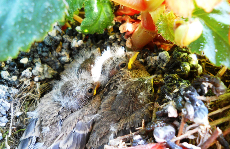 Chicks at Cedar Crest Inn.