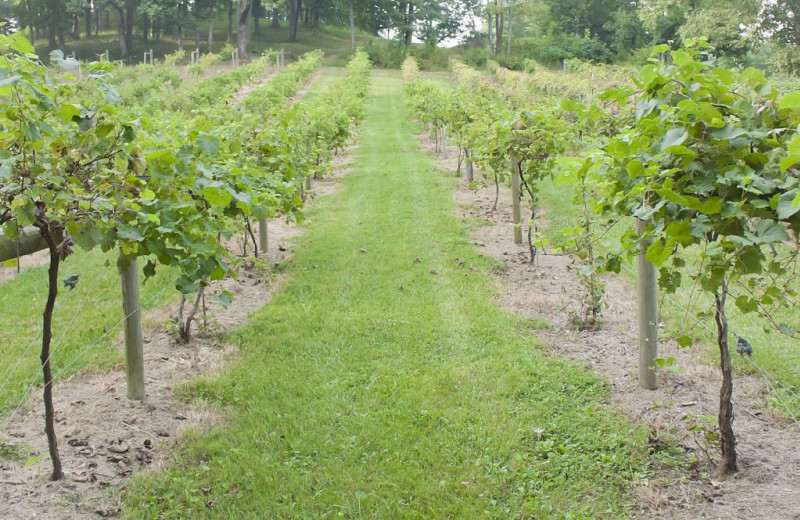 Vineyard at Elk Ridge Ranch.