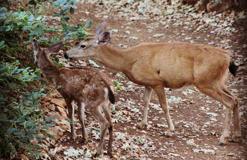 Deer at Tsasdi Resort.