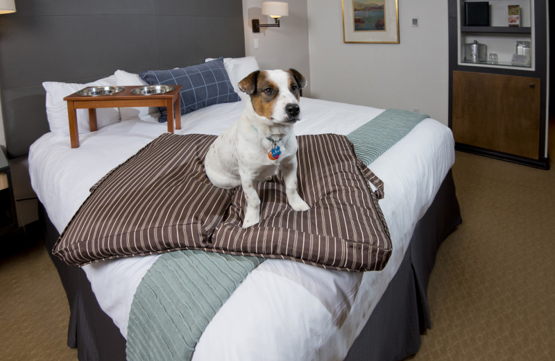 Pets welcome at The Pines Lodge, A RockResort.