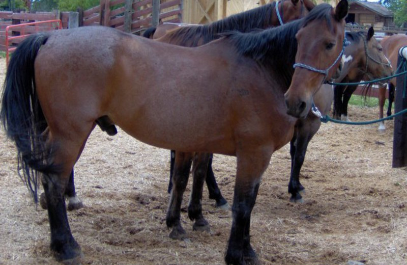 Horses at Three Bars Ranch