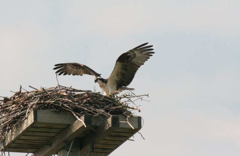 Wildlife at Southview Cottages Resort.