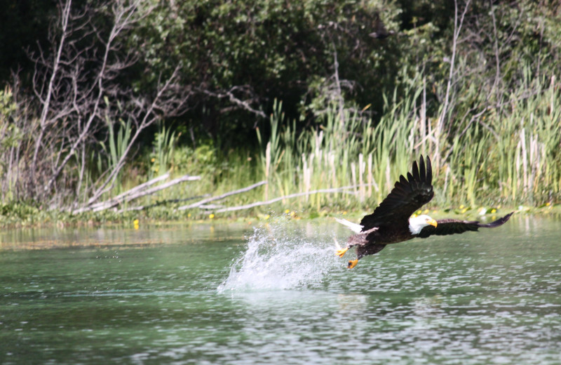 Eagle at Tyee Lake Lodge.