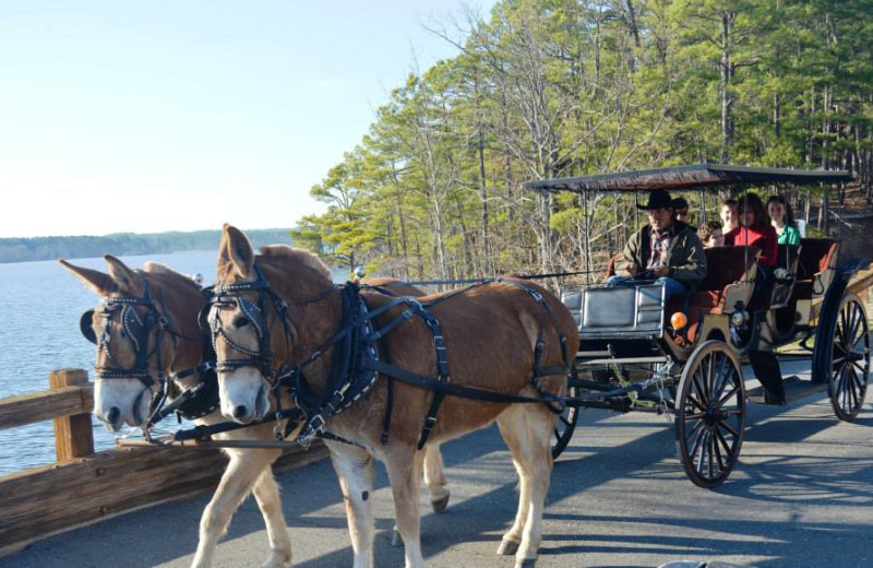 Horse carriage rides at Mountain Harbor Resort & Spa.