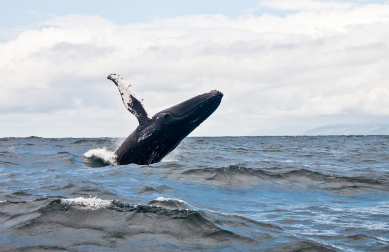 Whale watching at Anchorage Inn.