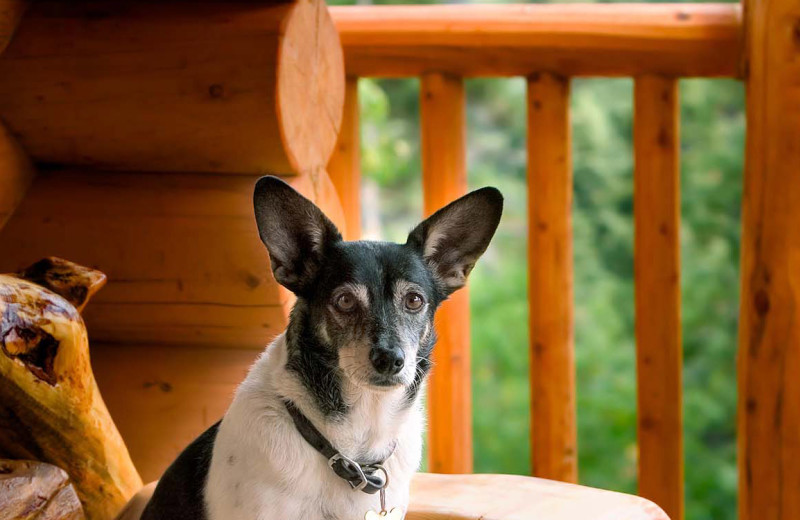 Pets welcome at Blue Beaver Luxury Cabins.
