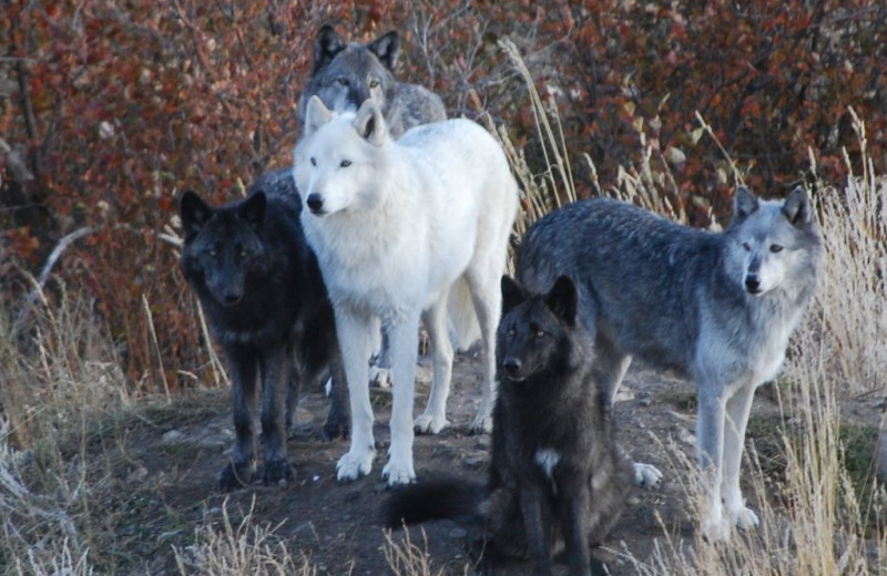 Wolf Sanctuary at Howlers Inn Bed and Breakfast