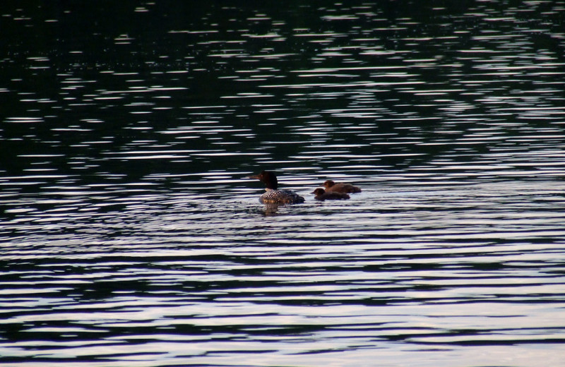 Loons on the lake at Pine Terrace Resort.