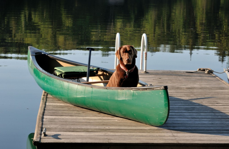 Pets welcome at Interlaken Resort & Conference Center.