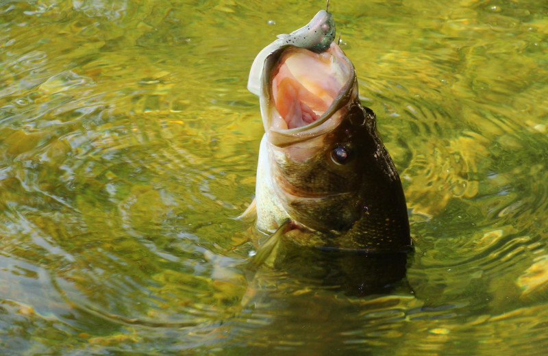 Fishing at Swanson's Campground.