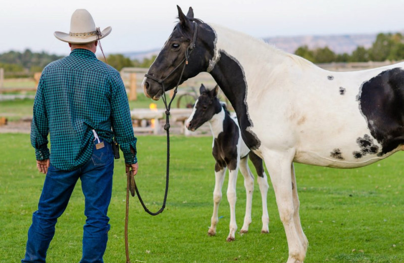 Horses at Zion Mountain Ranch.