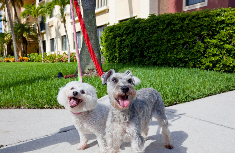 Pets welcome at Staybridge Suites Naples-Gulf Coast.