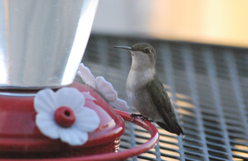 Hummingbird at Geiger's Trails End.