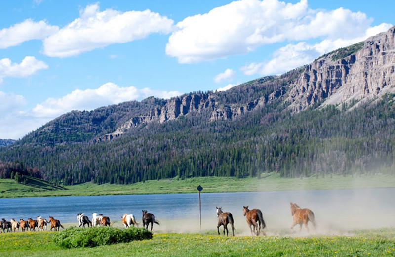 Horses at Brooks Lake Lodge.