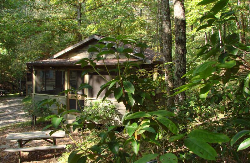 1BR pet-friendly cabin in the woods