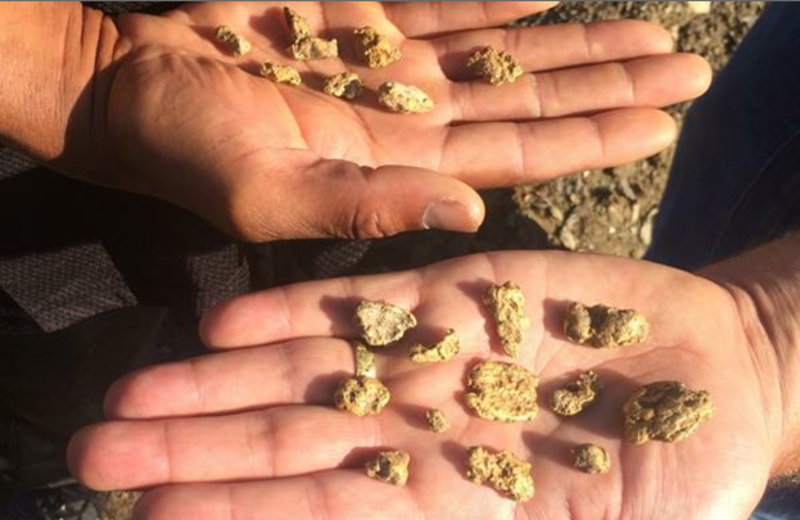 Gold nuggets found at AkAu Alaska Gold & Resort.