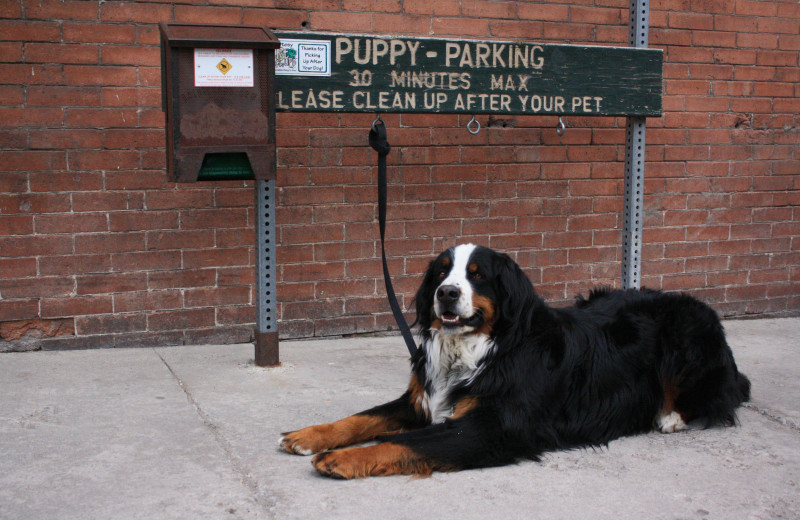 Hotel Columbia offers pet friendly accommodations for all of our four-legged guests