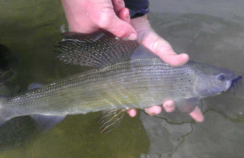 Fishing at Alagnak Lodge.