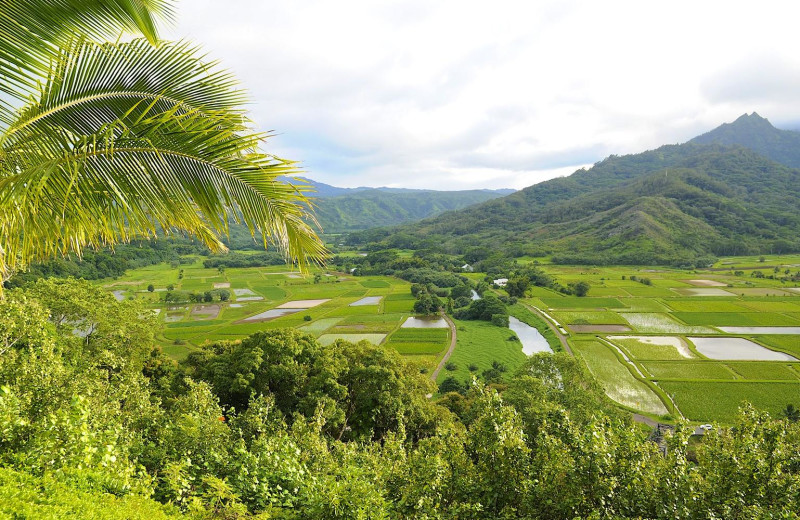 Rice fields near Kauai Calls!