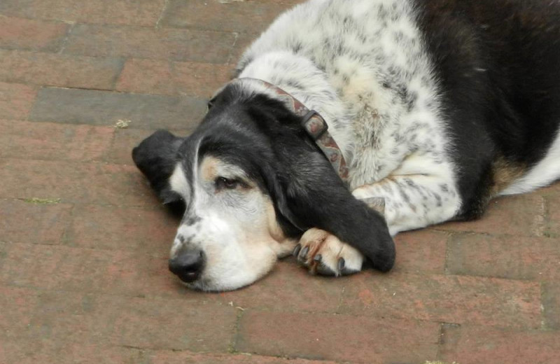 Pet friendly accommodations at Chautauqua Institution.