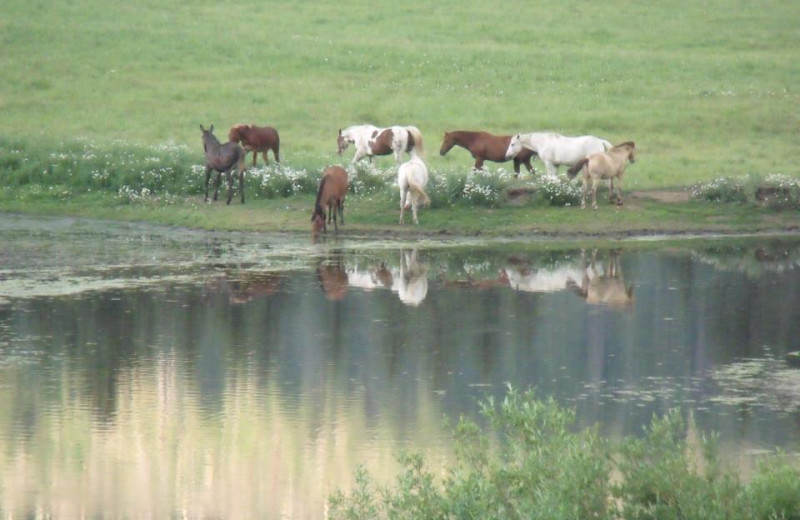 Cattle at Vallecito Resort