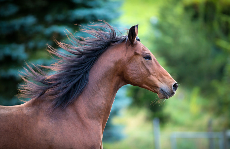 Horseback Riding at Roaring Brook Ranch Resort.