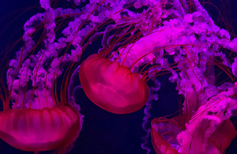 Aquarium near Inn by the Bay Monterey.