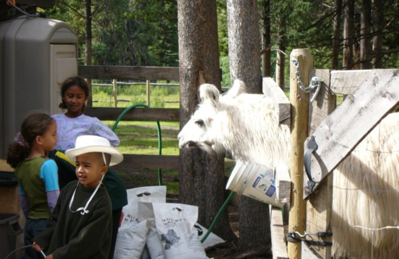 Visiting the llama at Cheechako Cabins.